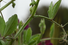 Lathyrus odoratus