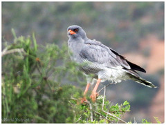 Melierax canorus canorus