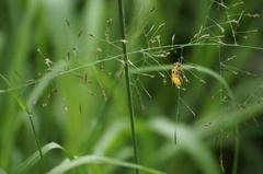Chauliognathus flavipes