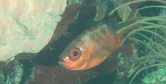 Heteropriacanthus cruentatus