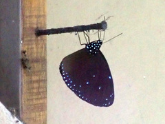 Euploea eunice