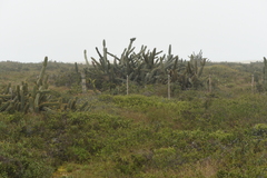 Cereus hildmannianus