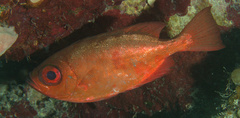 Heteropriacanthus cruentatus