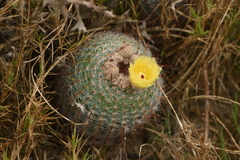 Parodia scopa
