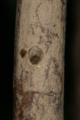 Chamaesphecia hungarica