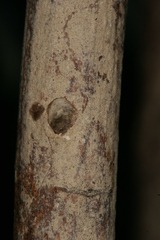 Chamaesphecia hungarica