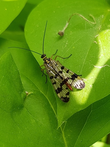 Panorpa vulgaris