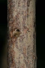 Chamaesphecia hungarica