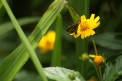 Vehilius stictomenes