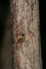 Chamaesphecia hungarica