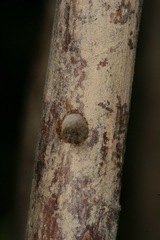 Chamaesphecia hungarica