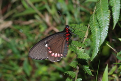 Parides