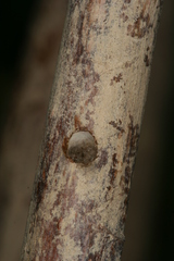 Chamaesphecia hungarica