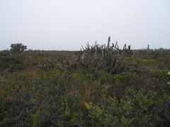 Cereus hildmannianus