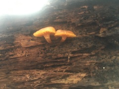 Galerina marginata