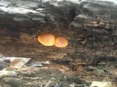 Galerina marginata