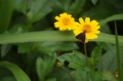 Vehilius stictomenes
