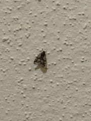 Bothriocera