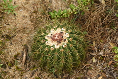 Parodia erinaceus