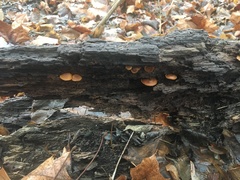 Galerina marginata