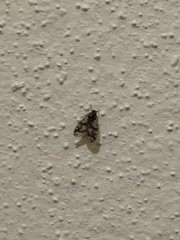 Bothriocera