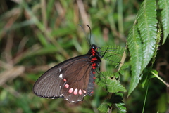 Parides