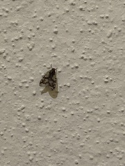 Bothriocera