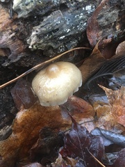 Mycena