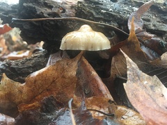 Mycena