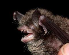 Himalayan Whiskered Myotis photo 2
