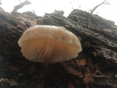 Mycena