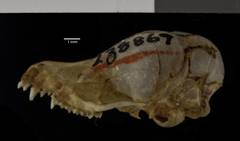 Himalayan Whiskered Myotis photo 5