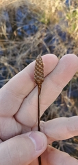 Xyris difformis