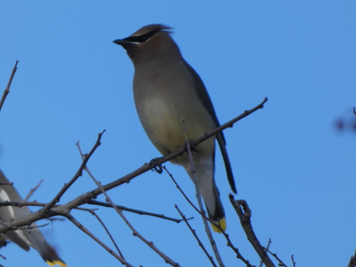 Cedar Waxwing photographed in Arizona