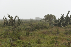Cereus hildmannianus