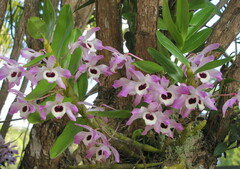 Dendrobium nobile