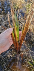 Xyris difformis