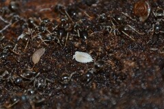 Platyarthrus hoffmannseggii