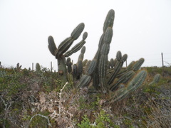 Cereus hildmannianus