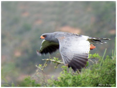 Melierax canorus canorus