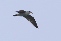 Larus dominicanus