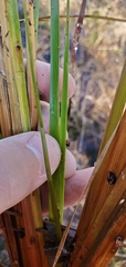 Xyris difformis