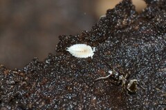 Platyarthrus hoffmannseggii