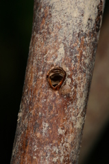 Chamaesphecia hungarica