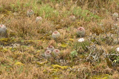 Parodia erinaceus
