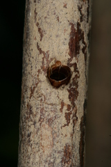 Chamaesphecia hungarica