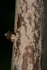 Chamaesphecia hungarica