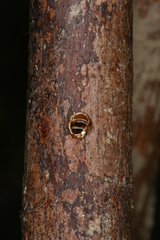 Chamaesphecia hungarica