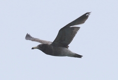 Larus belcheri