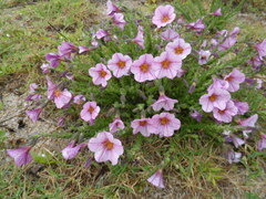 Calibrachoa scabridula